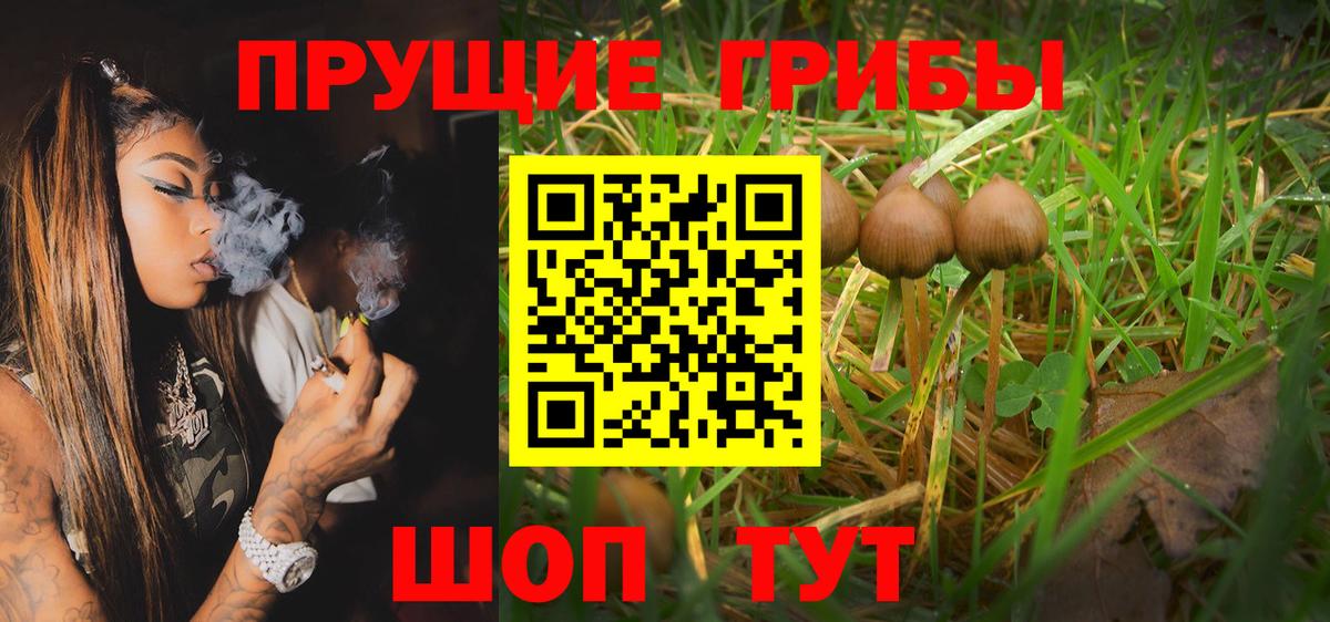 Псилоцибиновые грибы Psilocybine cubensis Чайковский